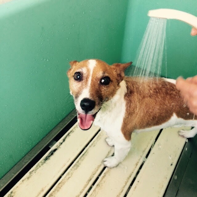 愛犬のシャンプー 有限会社コープサービスしこく