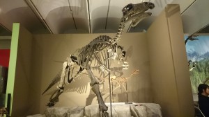 バクトロサウルス化石