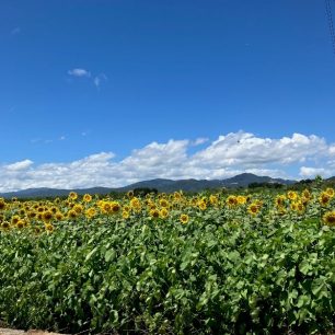 ひまわり畑全景