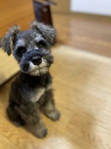 子犬の写真