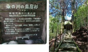 鳥居杉